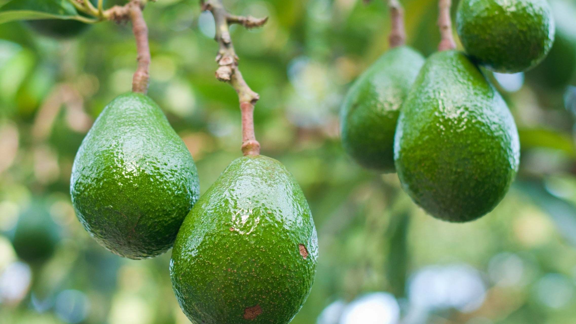best avocado exporters in Kenya