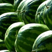 Watermelon Exporter in Kenya