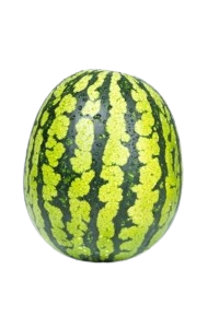 Watermelon Exporter in Kenya