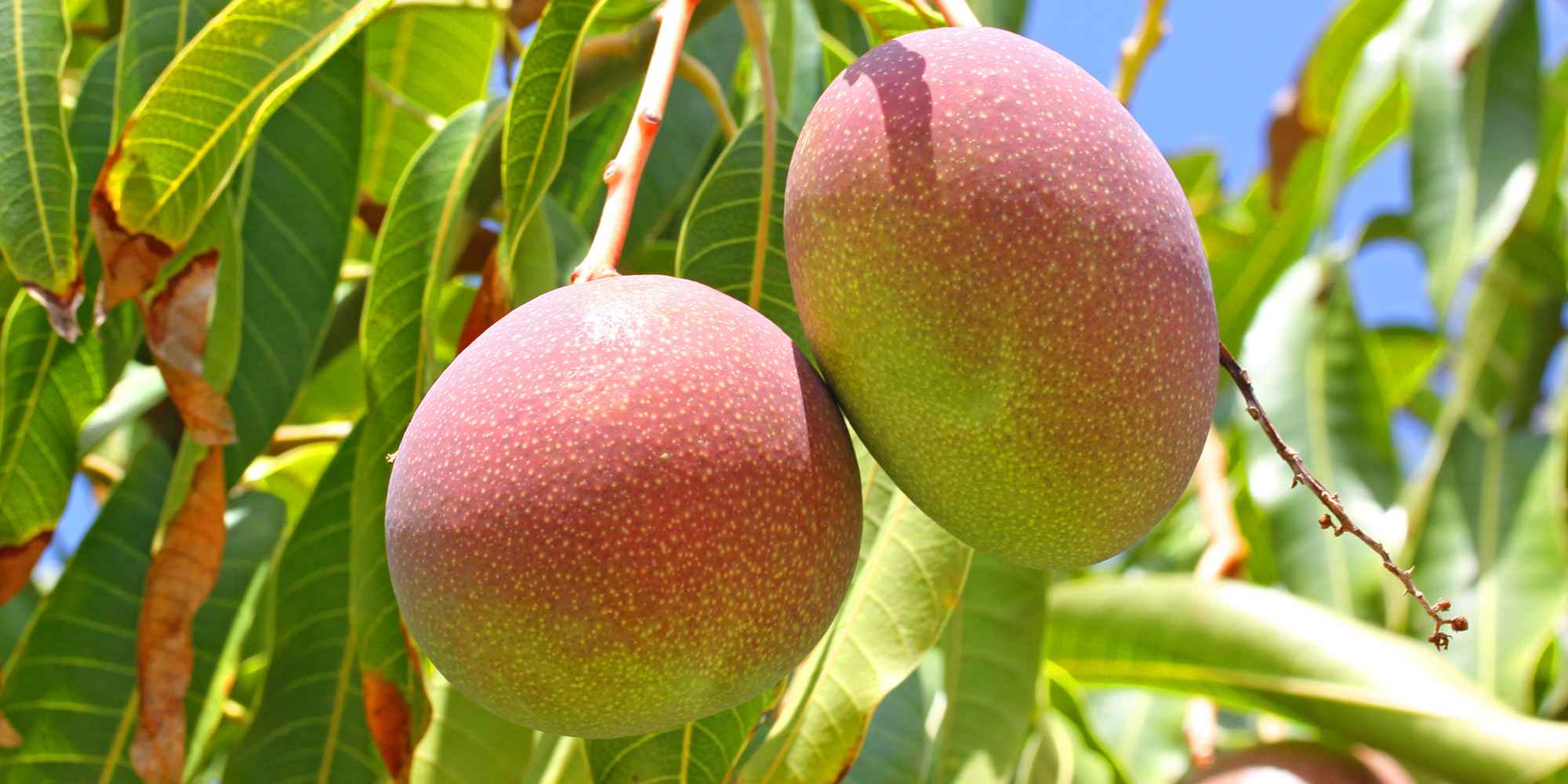  Kenyan Fruits Exporter