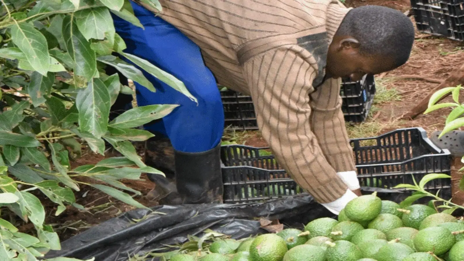 Kenyan Avocado Exporters