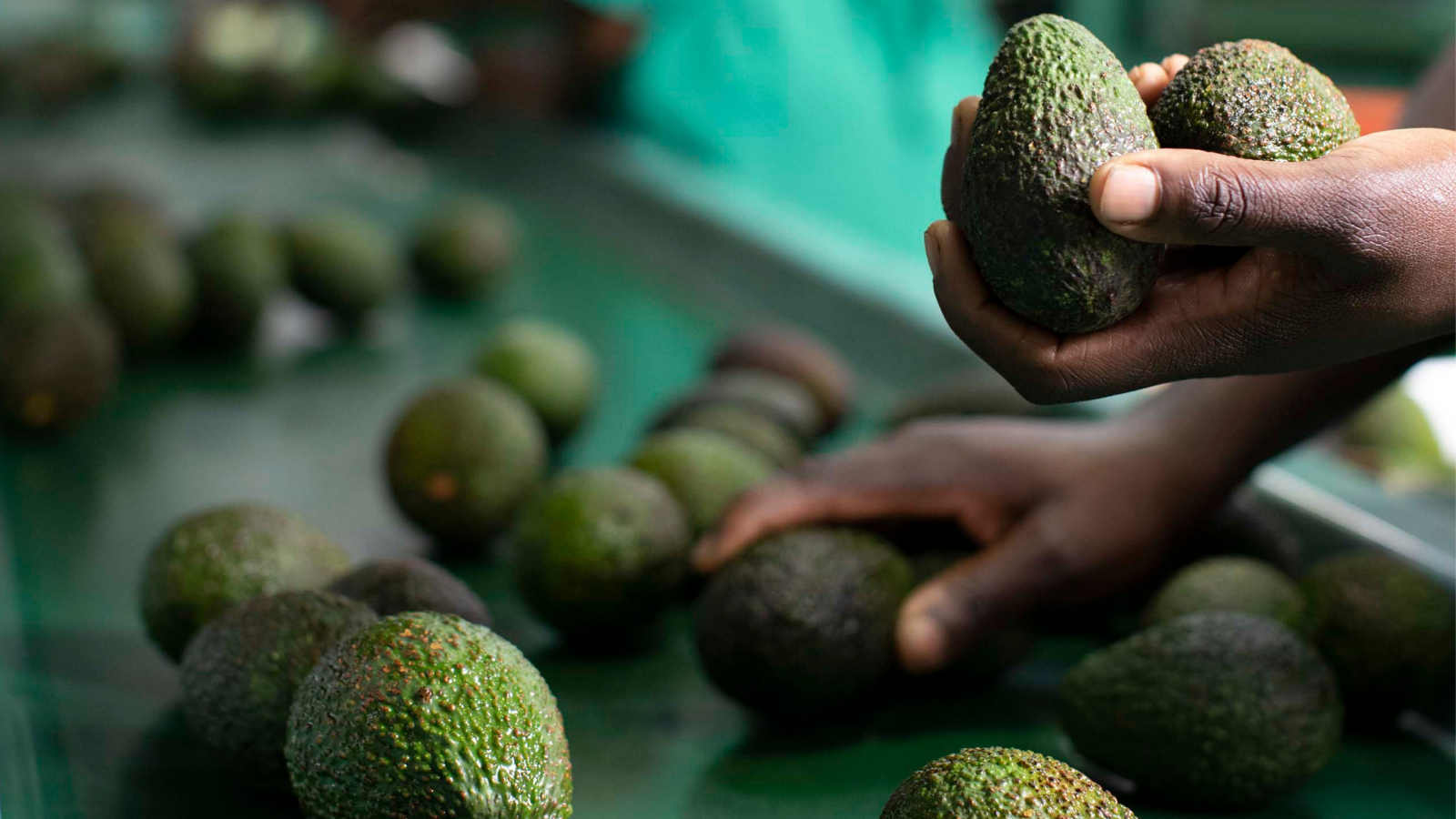 Fresh Avocado Suppliers in Kenya