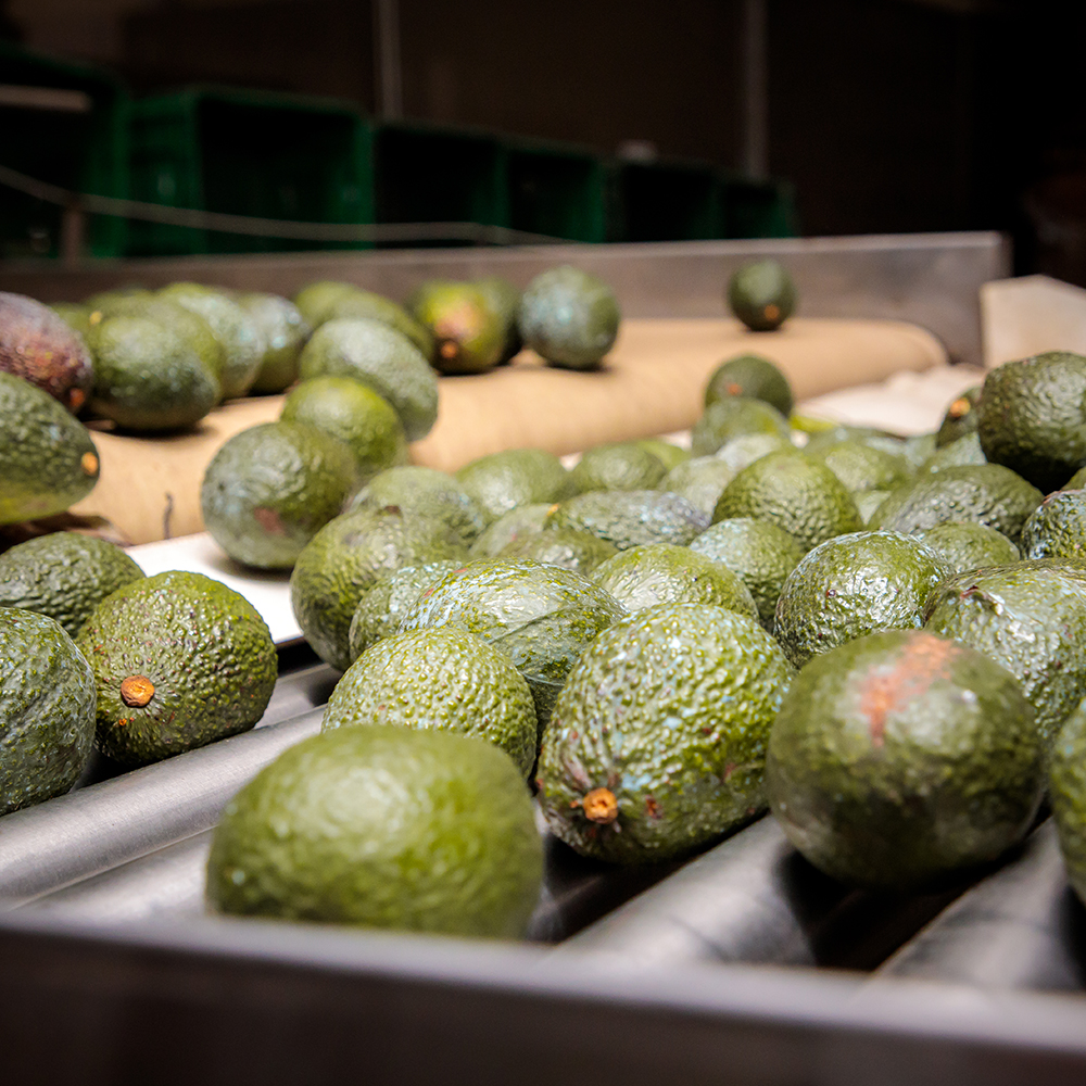 Best Avocado Suppliers in Thika