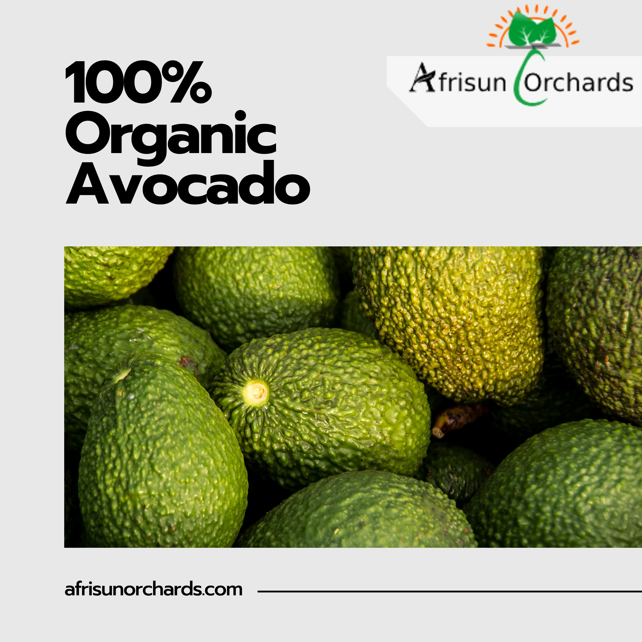 Organic Avocado Exporters