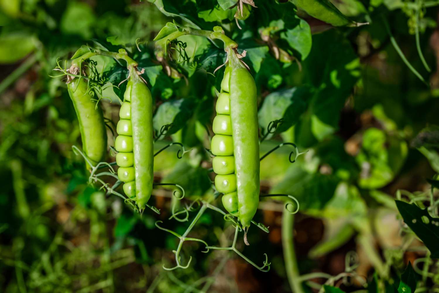 Snow/Mangetout Peas