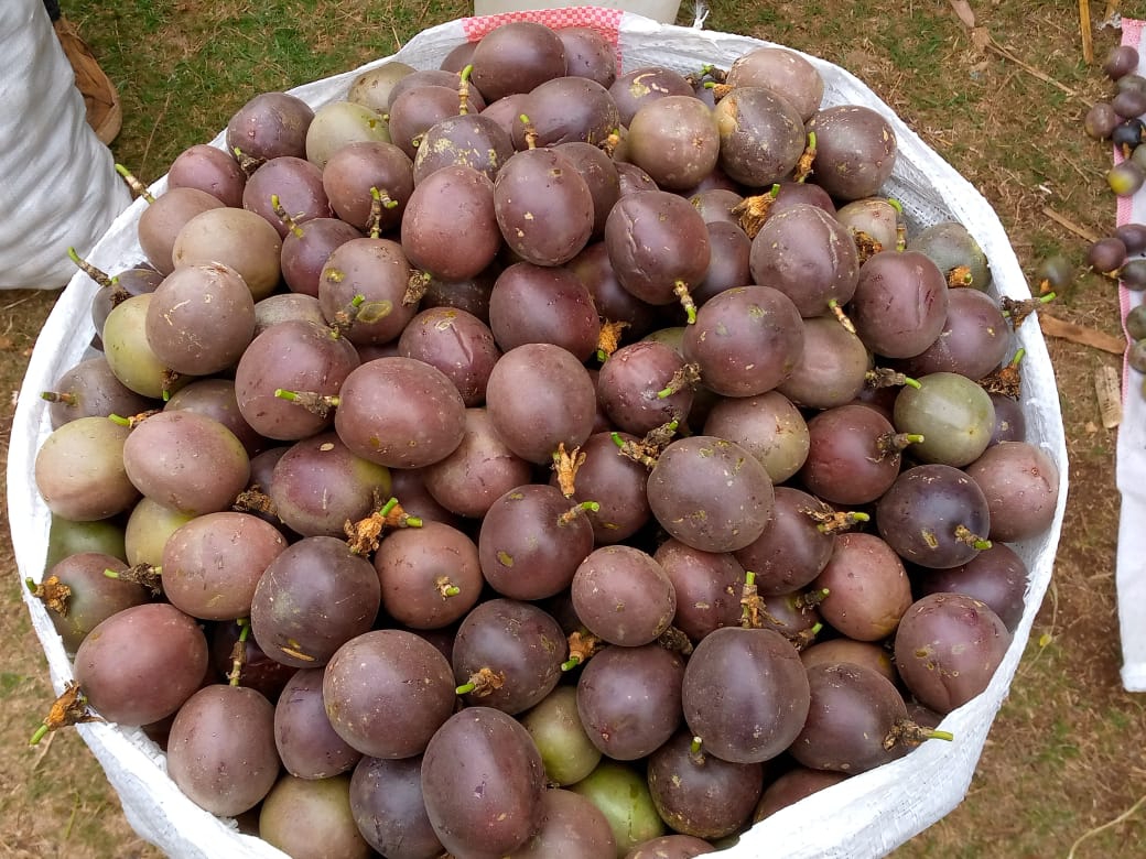 Kenyan Passion Fruit Export -Best 100% Fruits Exporters in Kenya