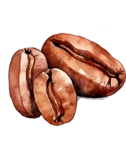Kenyan coffee beans for export sourcing